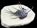 Dicranurus Trilobite - Fully Free-Standing Spines! #46446-1